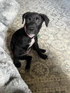 adoptable Dog in , VA named Saber 0557
