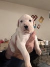 Puppy 0564