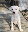 Puppy Red 0564