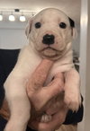 Puppy 0565