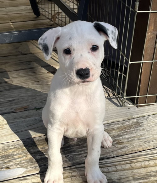 Puppy Blue 0565