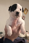 Puppy 0566