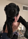 Puppy 0567