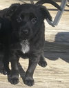 Puppy Cherry 0567