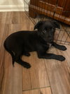 Puppy Cherry 0567