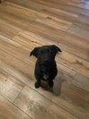 Puppy Cherry 0567
