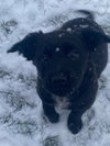 Puppy Cherry 0567