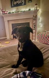 Puppy Cherry 0567