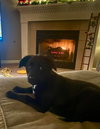 Puppy Cherry 0567