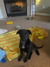 Puppy Cherry 0567