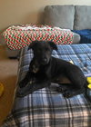 Puppy Cherry 0567