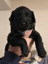 Puppy 0568