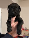 Puppy 0569