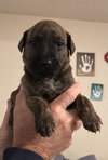 Puppy 0570