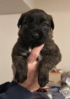 Puppy 0571