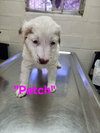 Patch