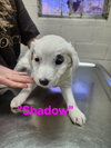 Shadow