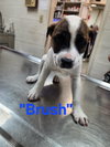 Brush