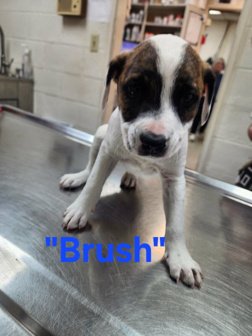 Brush