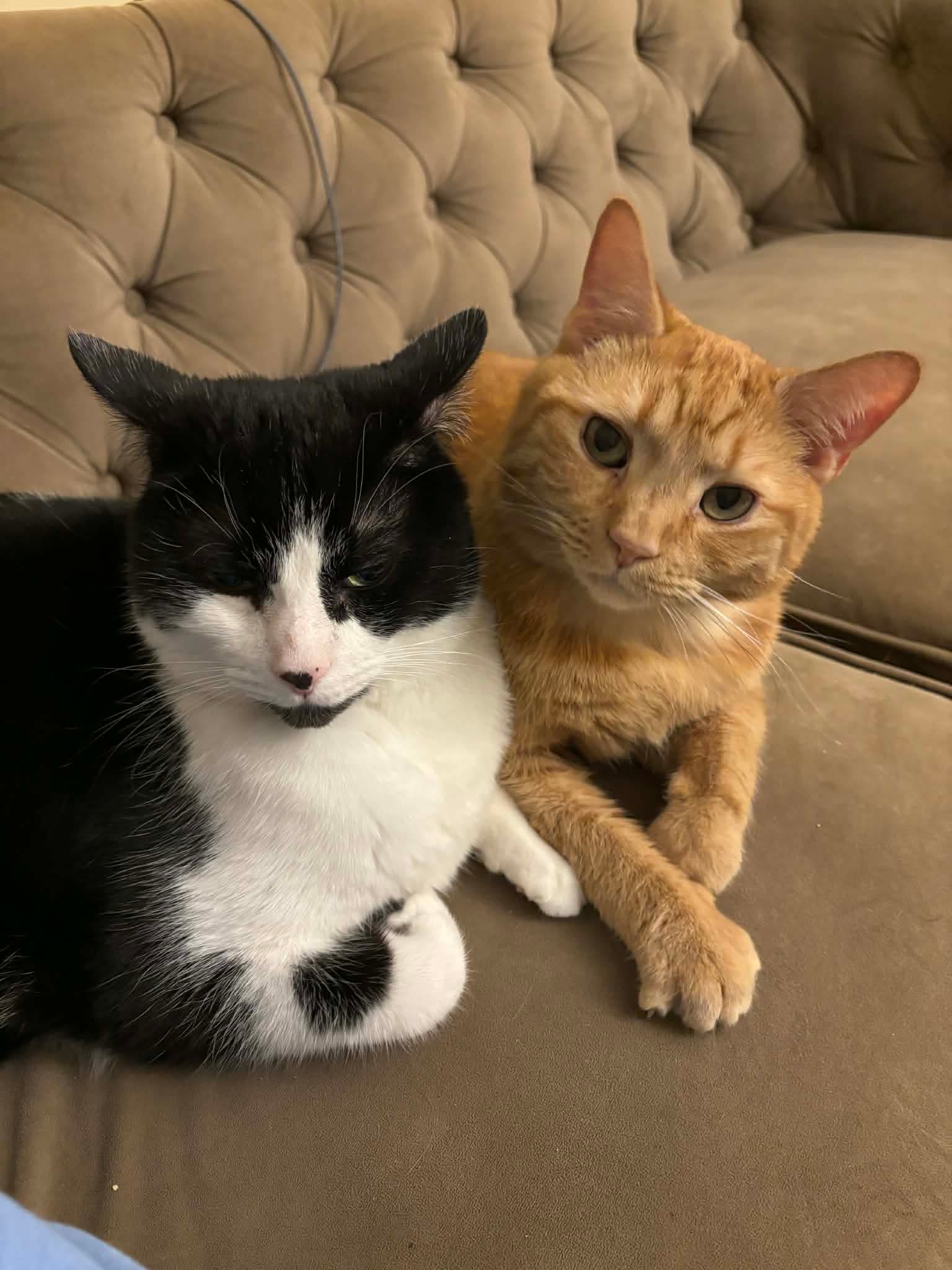 Macdougal - Domestic Short Hair