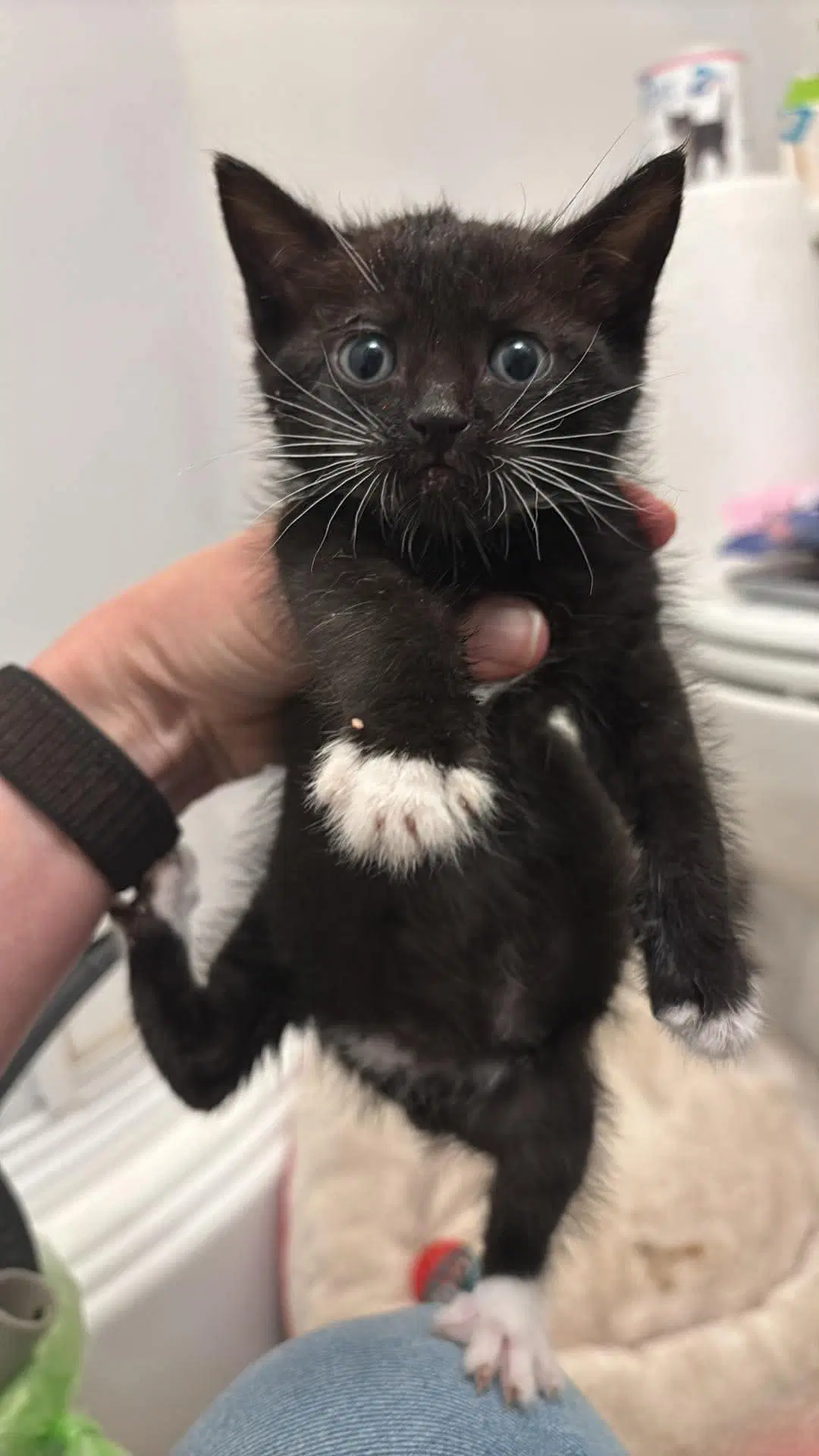 Kitten - Domestic Medium Hair