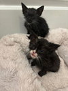 Kitten 1