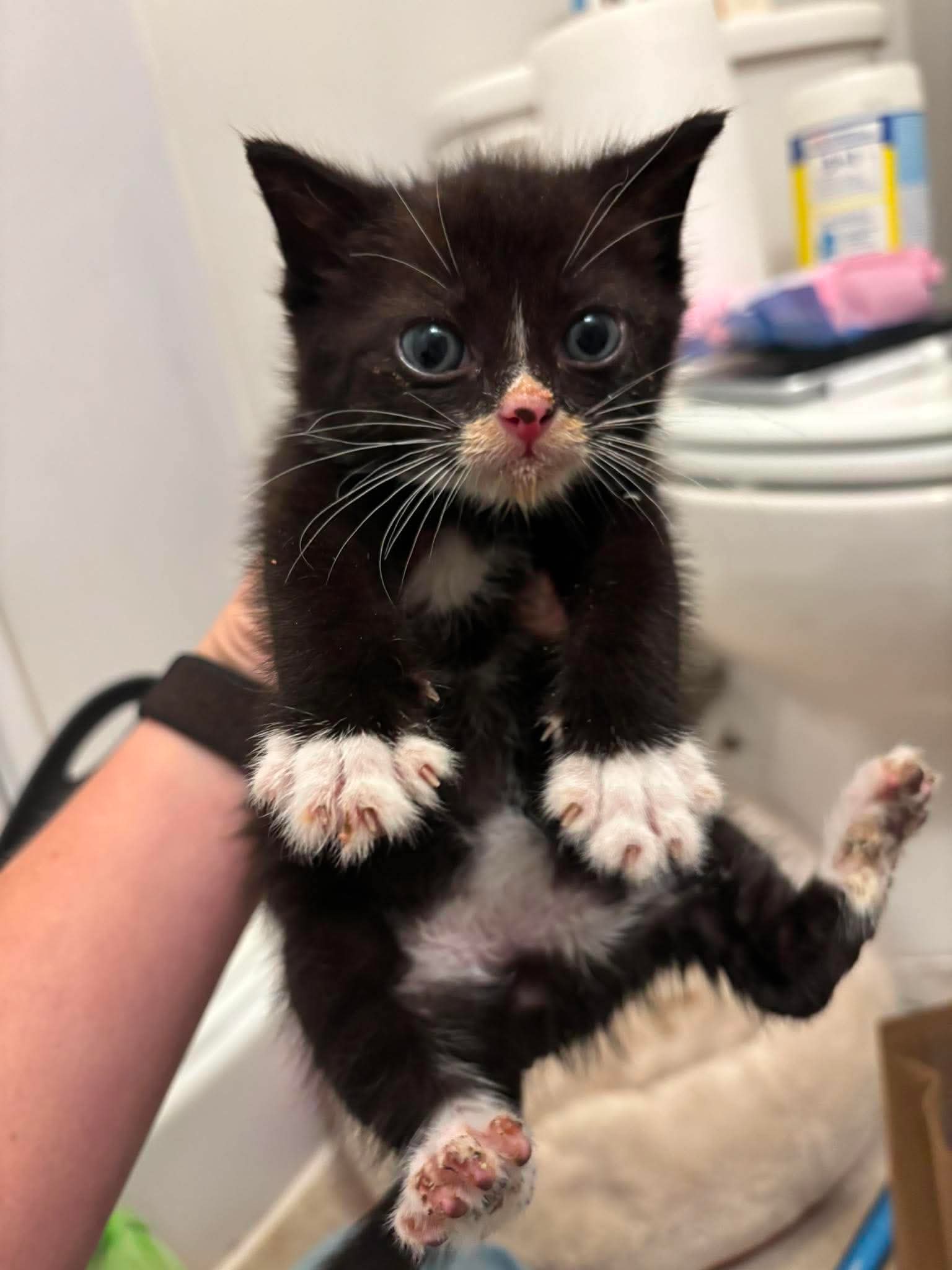 Kitten