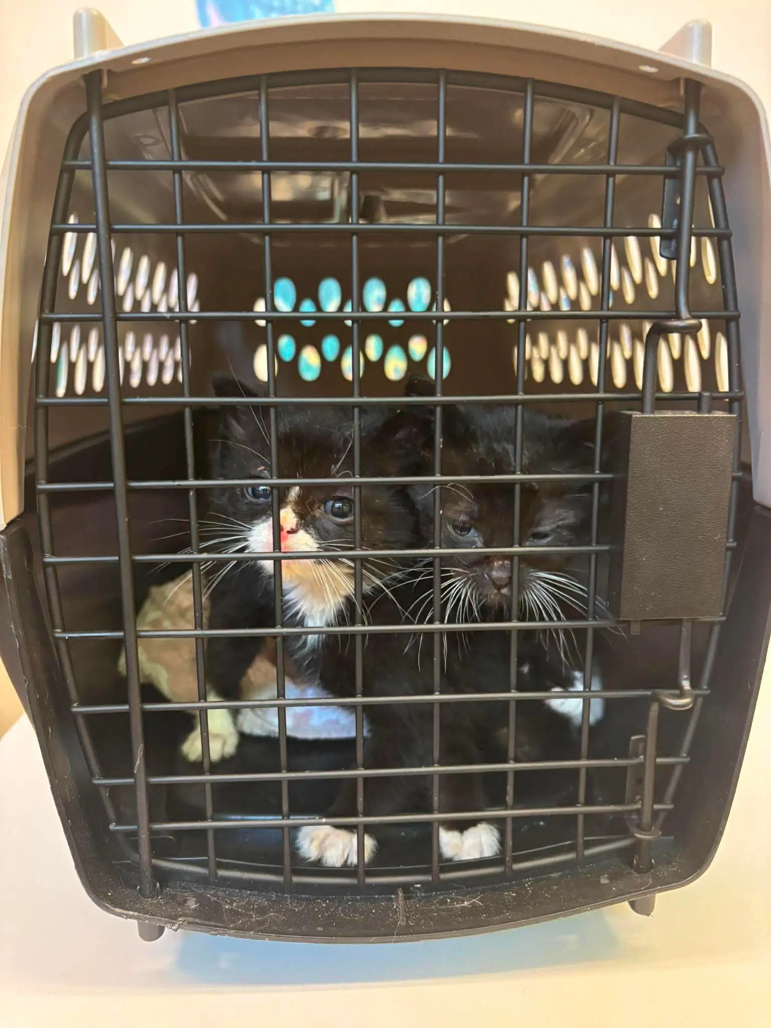 Kitten image 2