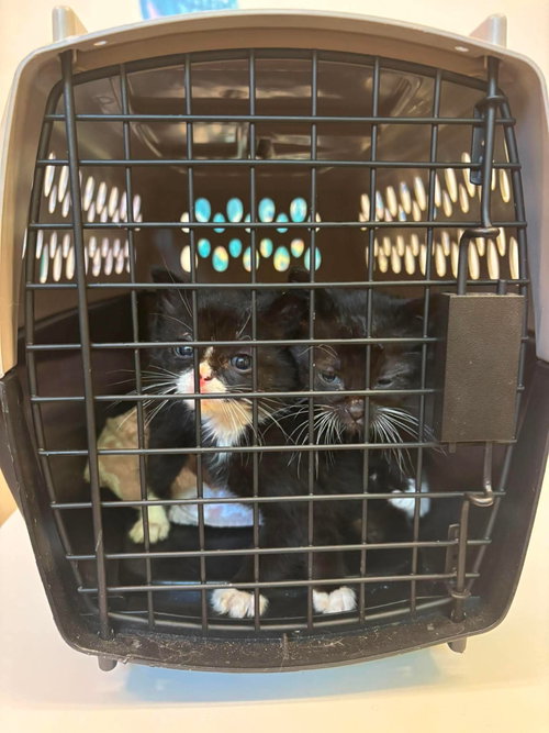 Photo 2 of Kitten 2
