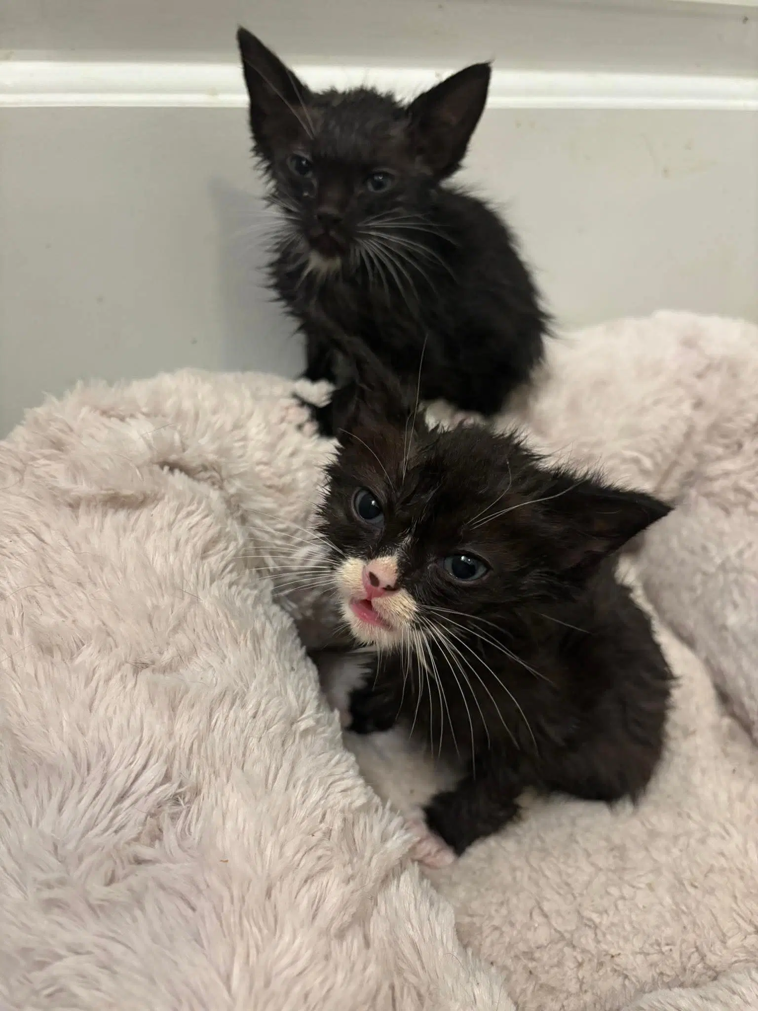 Kitten image 3