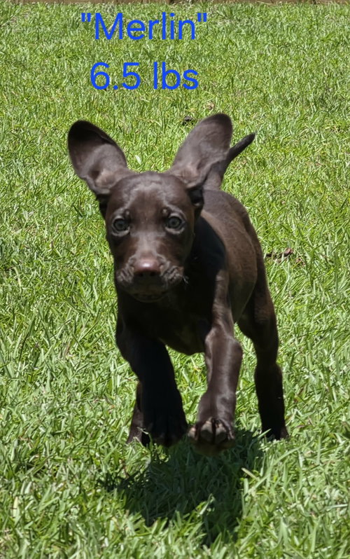 Merlin
