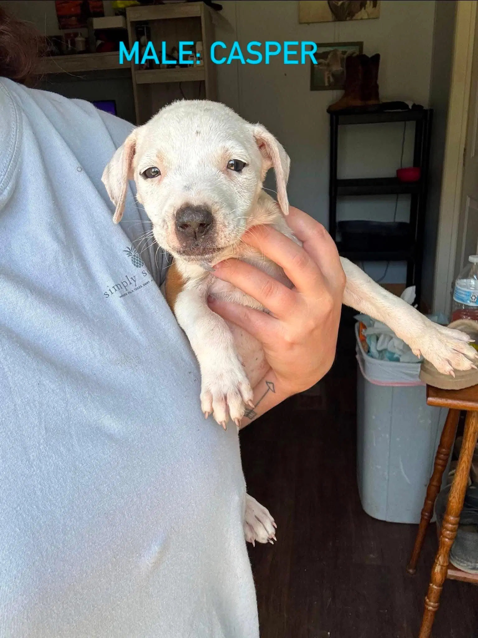 Casper - Pit Bull Terrier