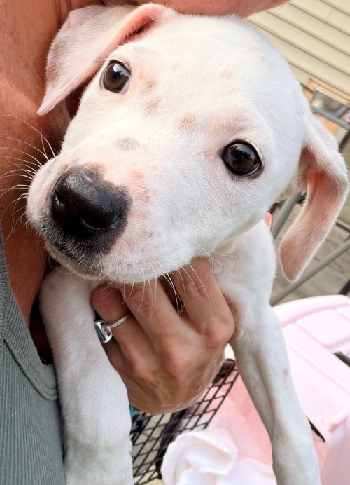 Photo 2 of Casper/Preston