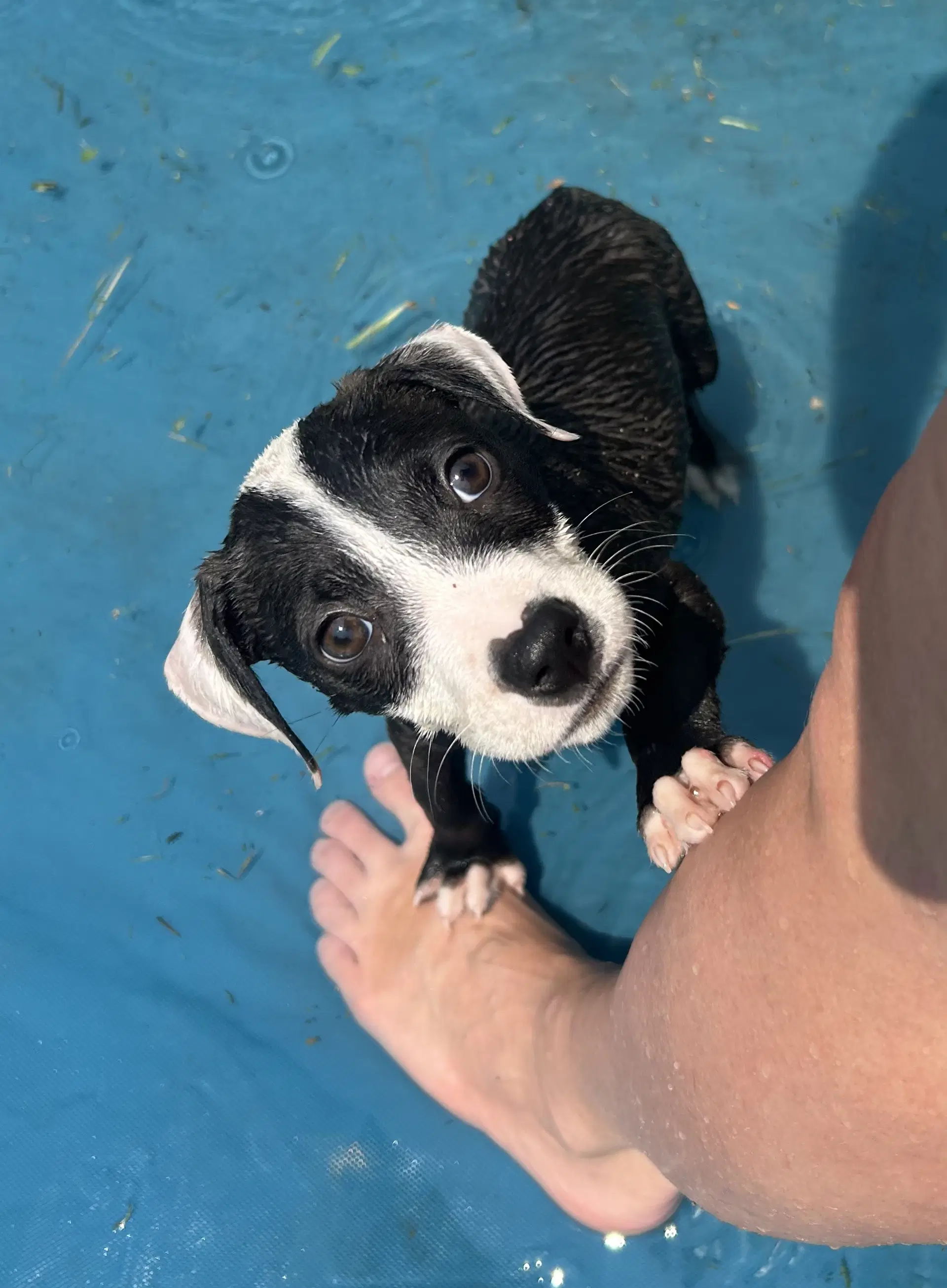 Bandit image 2