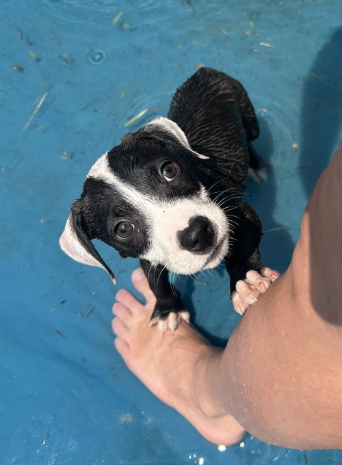 Bandit, an adoptable Unknown breed in Stephens City, VA