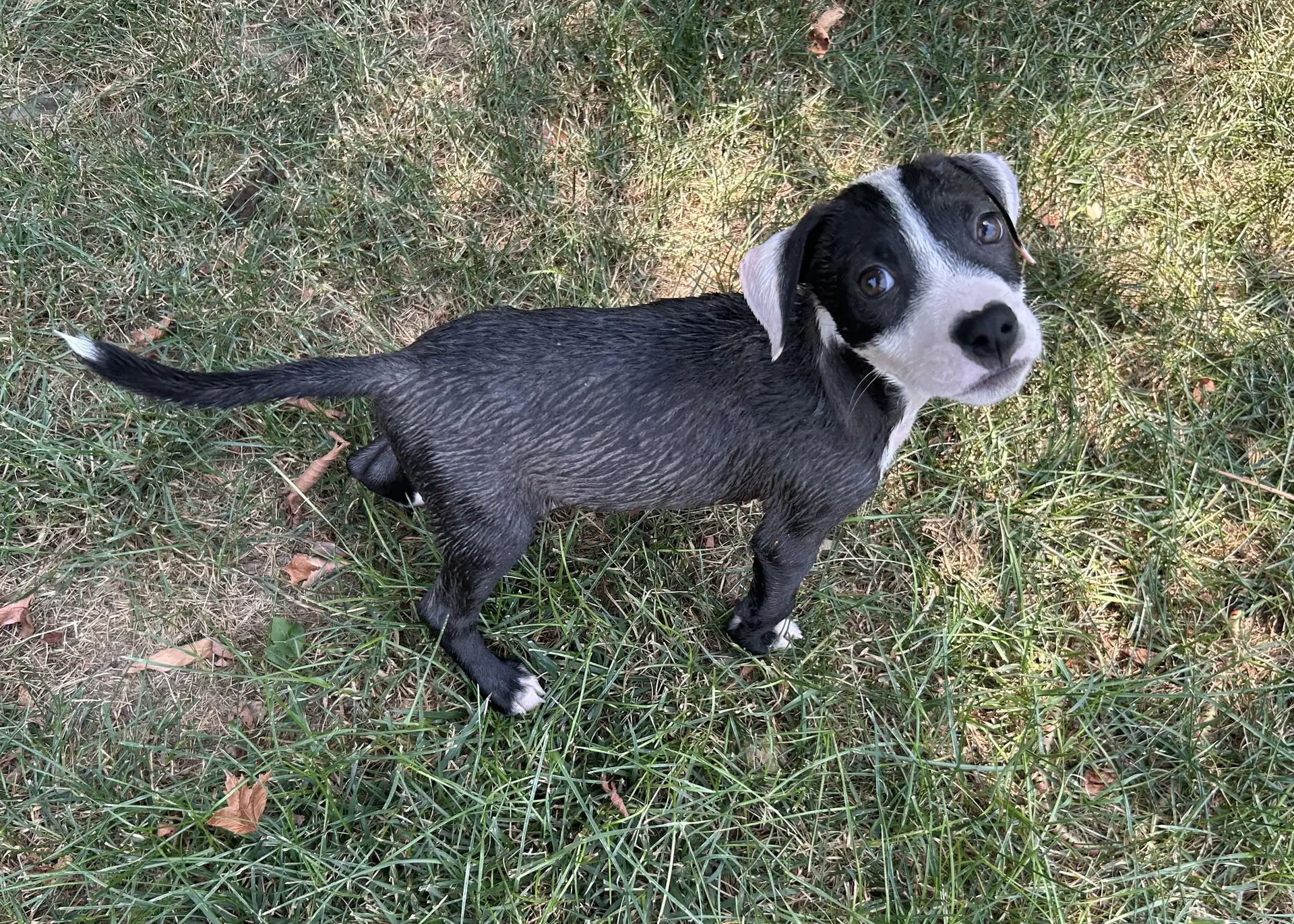 Bandit image 4