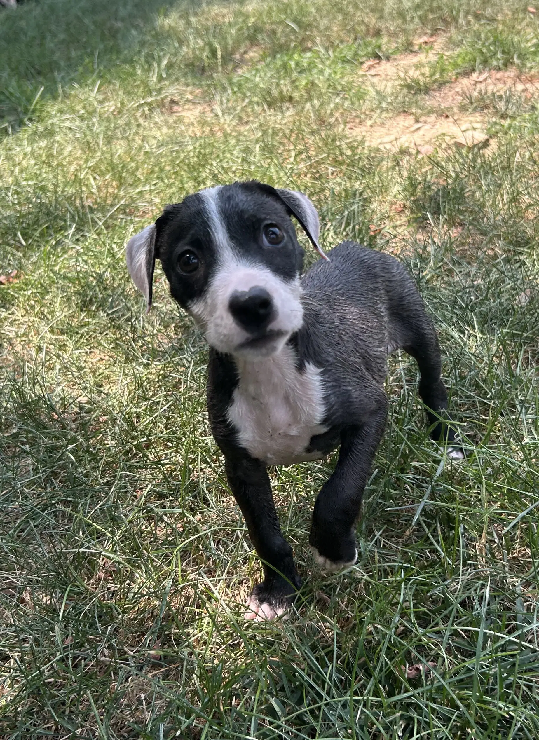 Bandit image 4