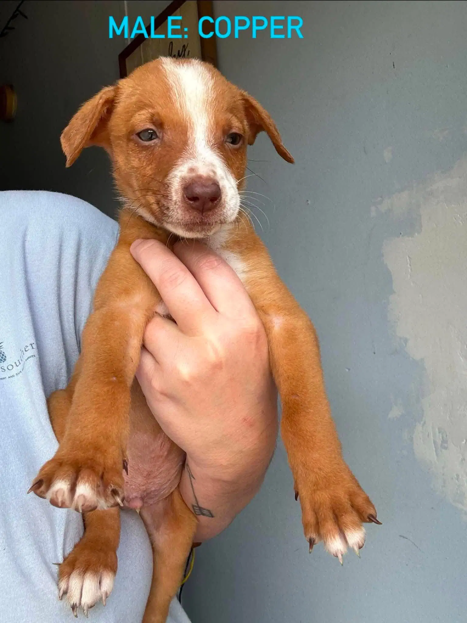 Copper - Hound