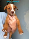 Copper