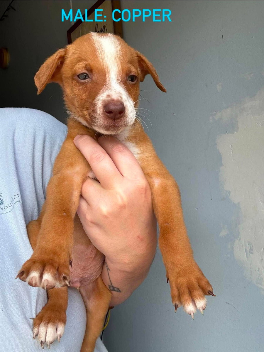 Copper
