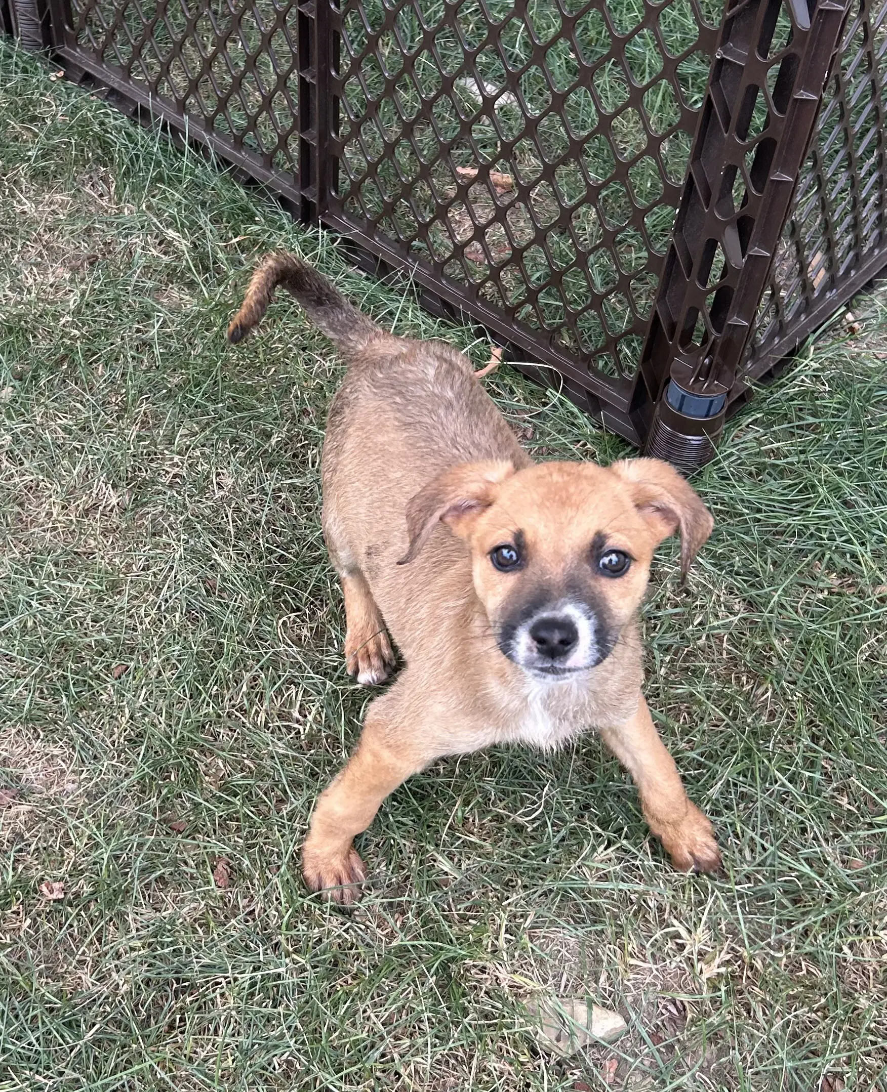 Koda image 3