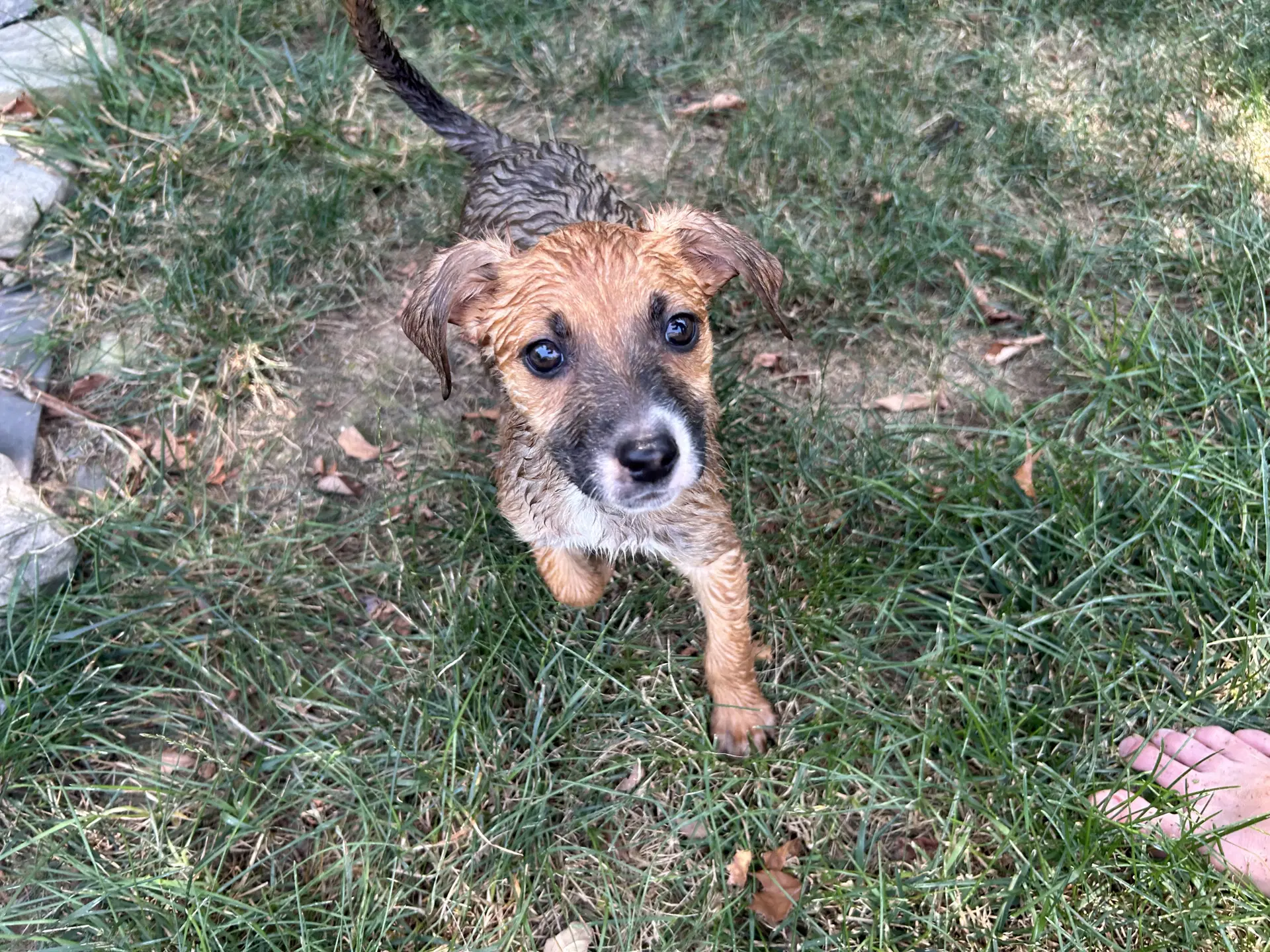 Koda image 4