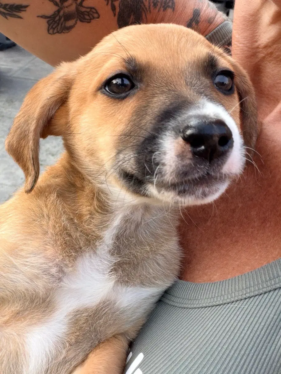Koda image 2