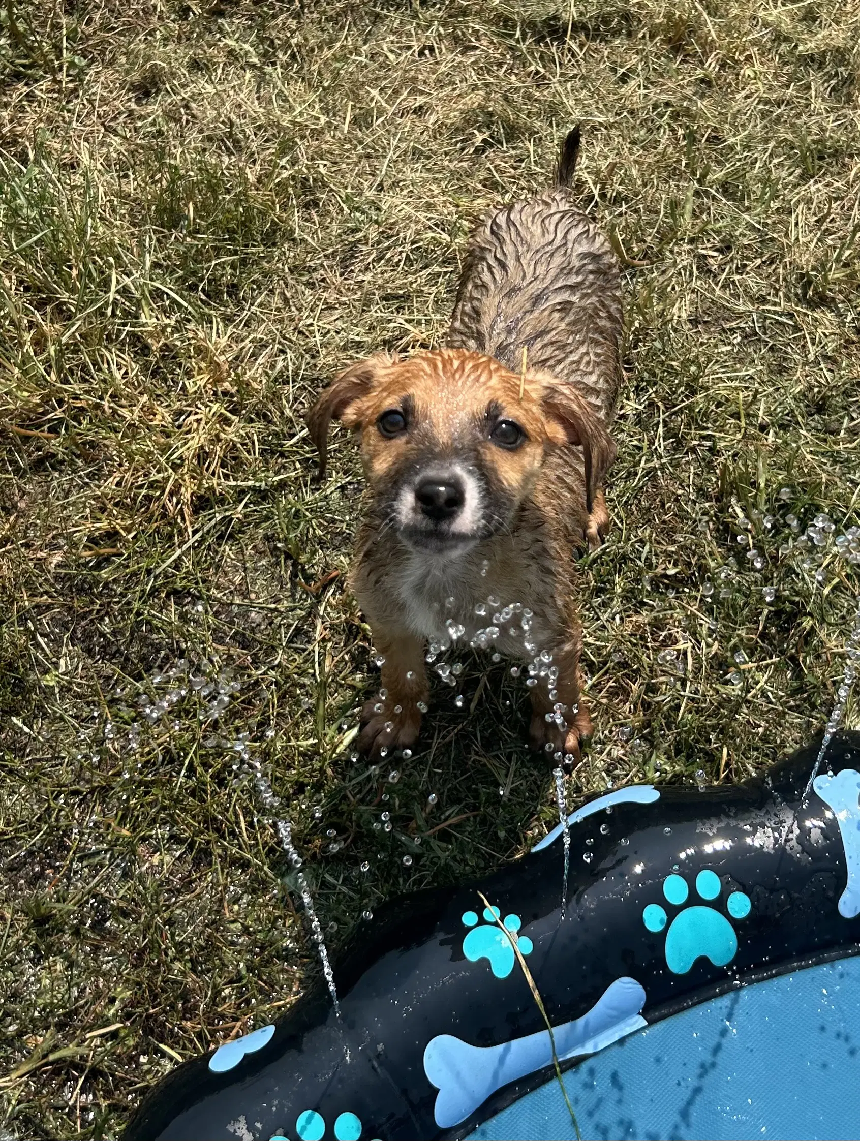 Koda image 4