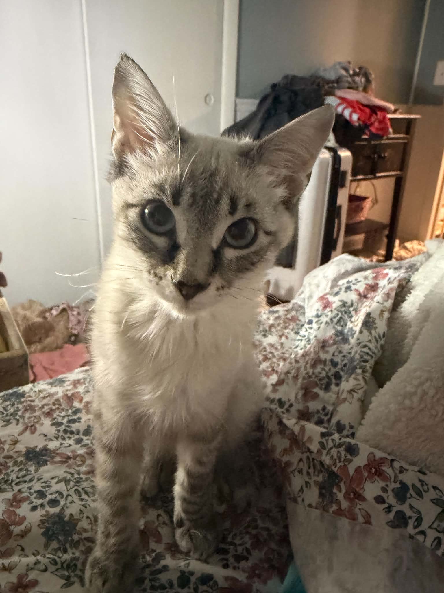 Cowboy Crumb Catcher, Siamese