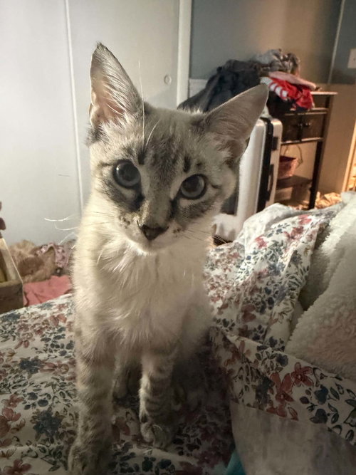 Cowboy Crumb Catcher, a cat for adoption from Fierce Love Rescue