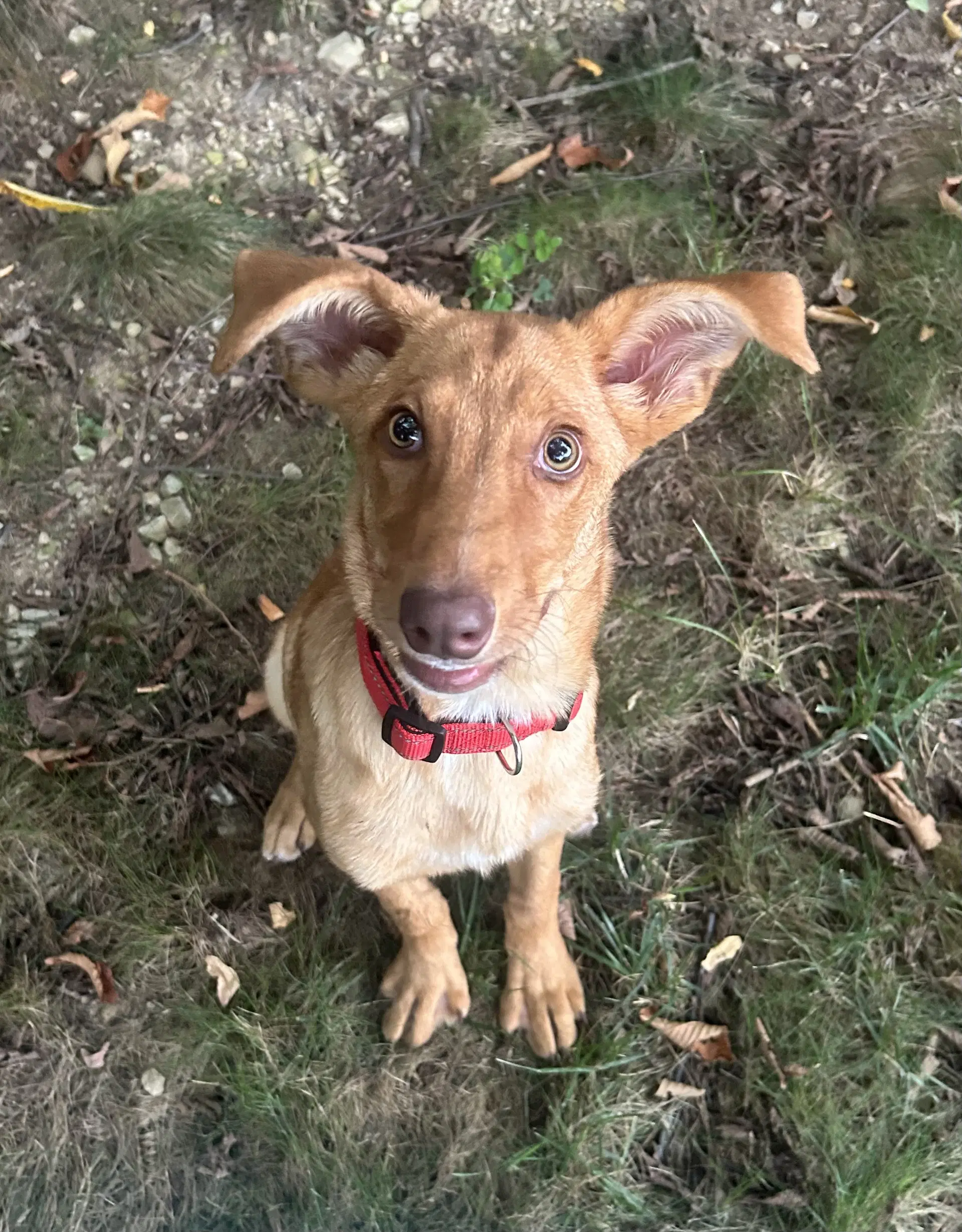 Dobby - Golden Retriever