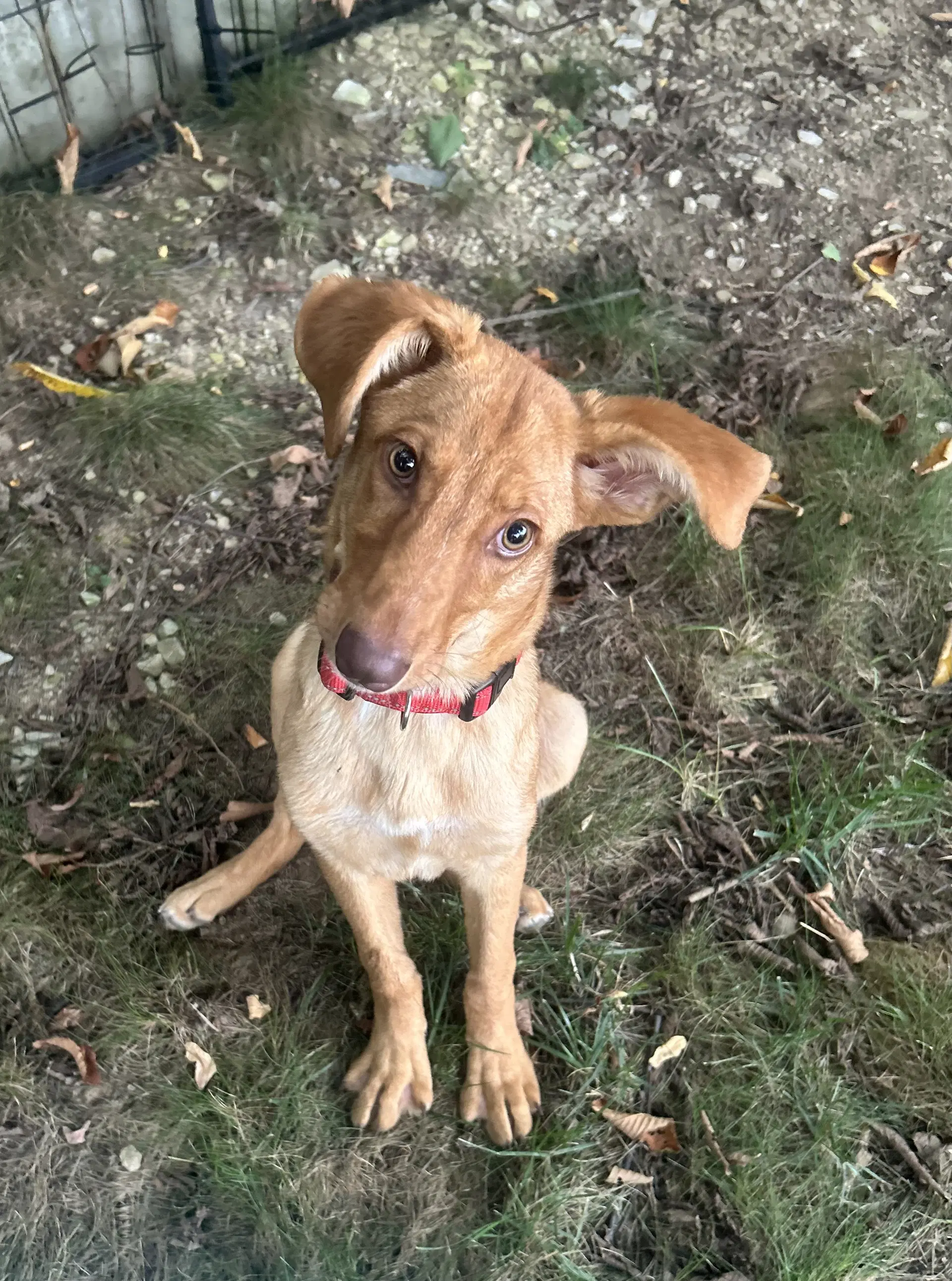 Dobby image 2