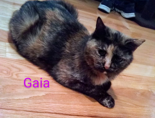 GAIA