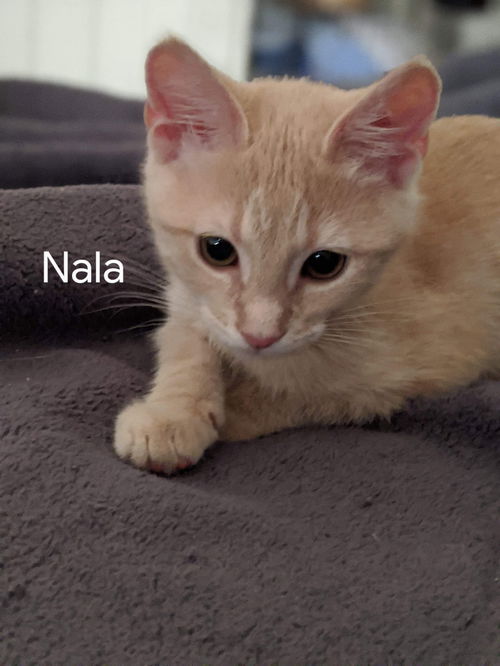 NALA